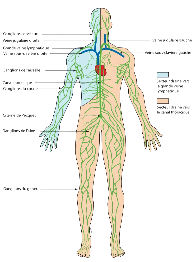 Schéma du système lymphatique humain – illustration explicative